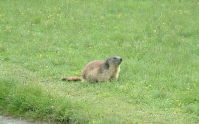 Marmot Spotting