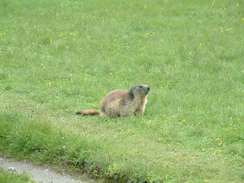 Marmot Spotting